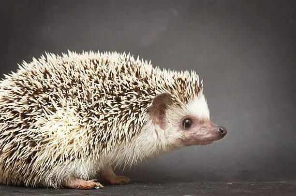 cute hedgehog rodent background