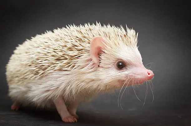 beautiful and fun rodent hedgehog background