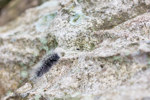 caterpillar on the rock and ant.