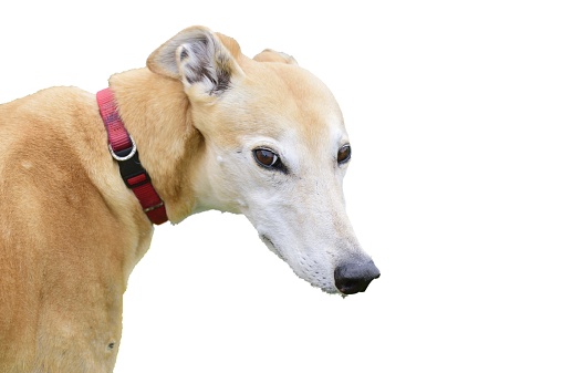 This Greyhound has a definite leering look, reminds me of Bob Hope's nose but then again, maybe Vladimir Putin.