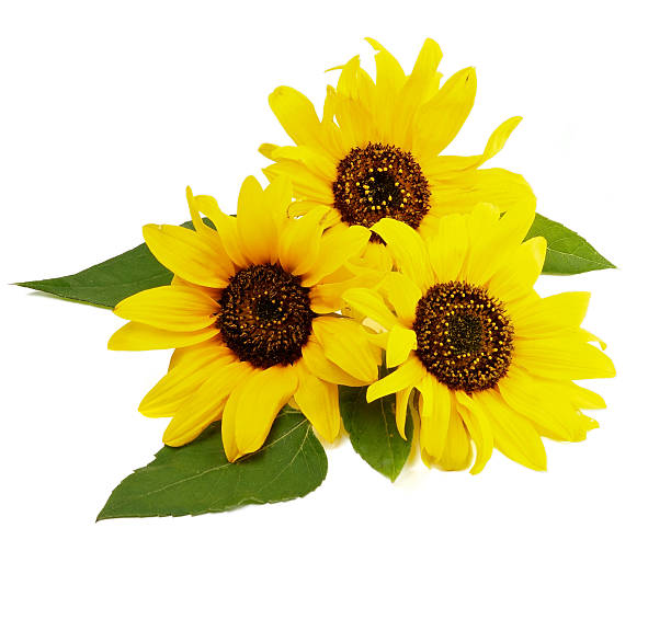 tres sunflowers - sunflower side view yellow flower fotografías e imágenes de stock