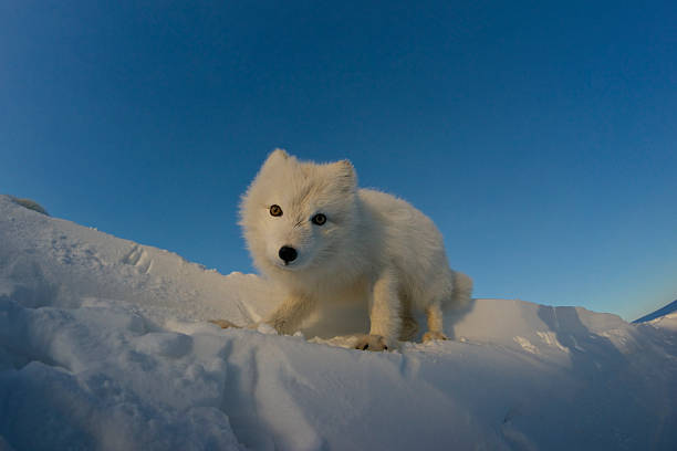 Polar fox looking for prey in the snowy tundra. stock photo
