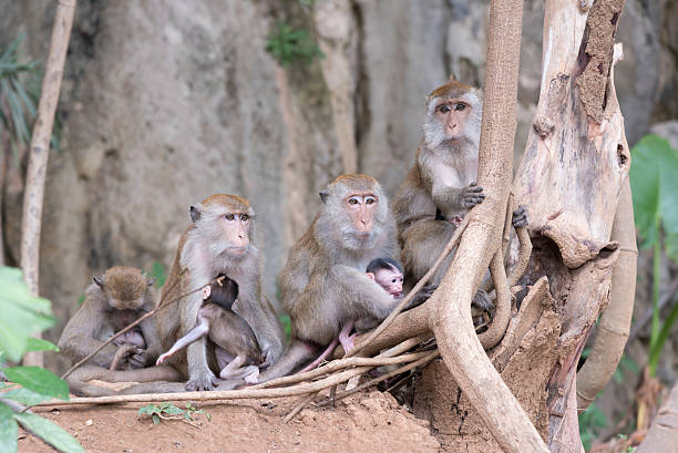 istock Barrel of mother monkeys with babies 534219770