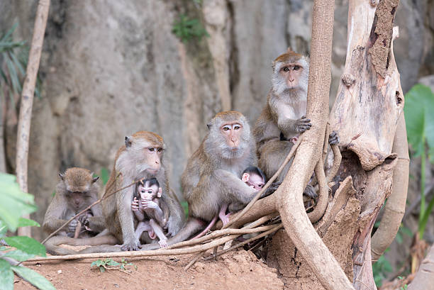 istock Barrel of mother monkeys with babies 534219866