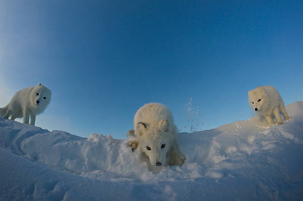 Polar foxes looking for prey in the snowy tundra. stock photo