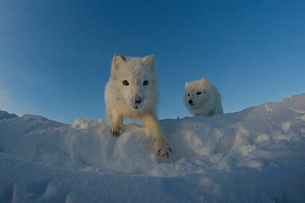 Polar foxes looking for prey in the snowy tundra. stock photo