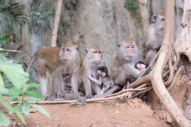 istock Barrel of mother monkeys with babies 534219970