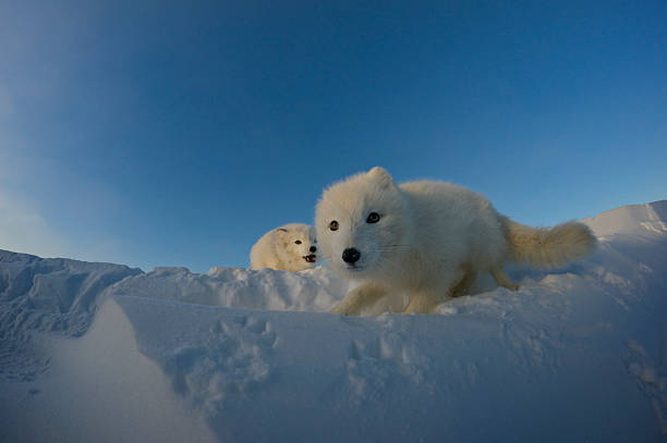 Polar foxes looking for prey in the snowy tundra. stock photo