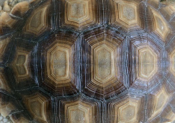 istock Closeup of a turtle shell. 534221001