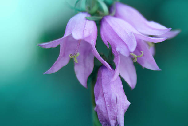 istock flowers - bluebells 534222243