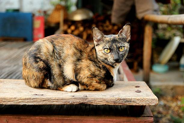 istock Portrait of brown cat playful. 534224853