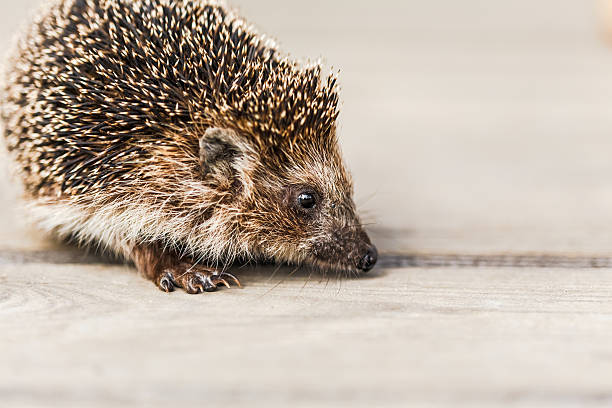 istock Small Funny Hedgehog On Wooden Floor 534225681