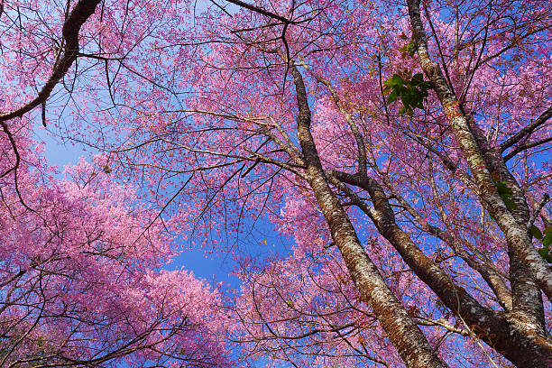 istock Spring Pink Cherry Blossom Flowers with Blue Sky Backgrounds 534225827