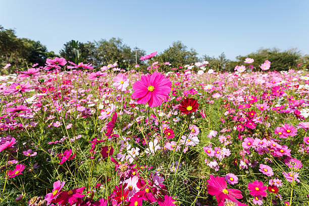 istock Cosmos flower in the field 534225967