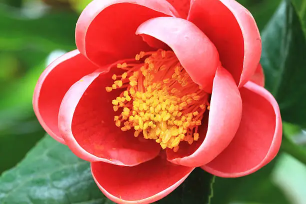 Camellia flower,closeup of red camellia flower in full bloom in the garden