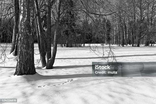 Winter Stock Photo - Download Image Now - 2015, Birch Tree, Black And White
