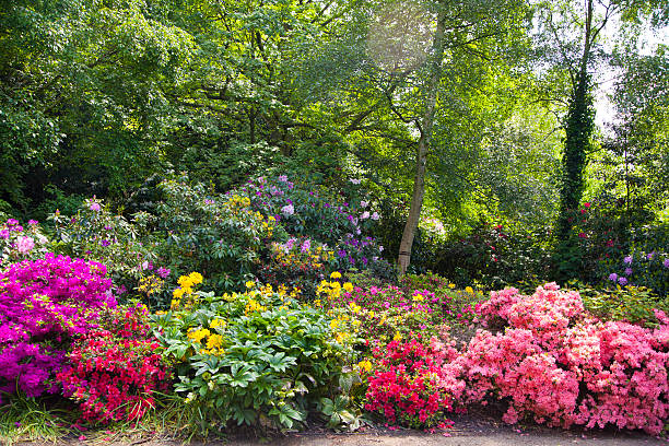 flor flores en greenwich park, londres - single lane road footpath flower formal garden fotografías e imágenes de stock