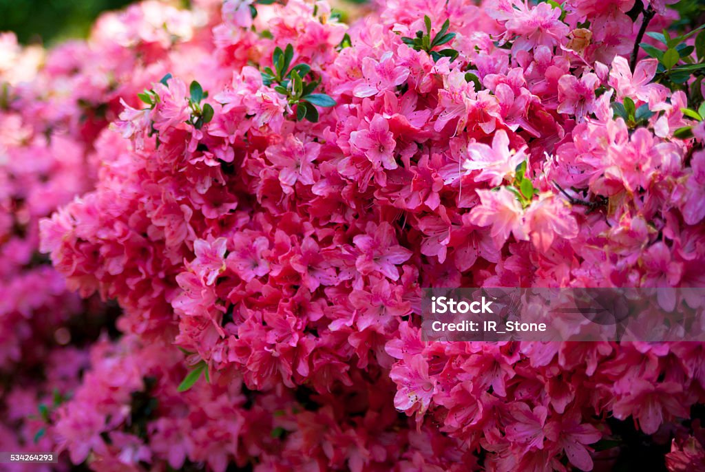 Flowers blossom in Greenwich park, London 2015 Stock Photo