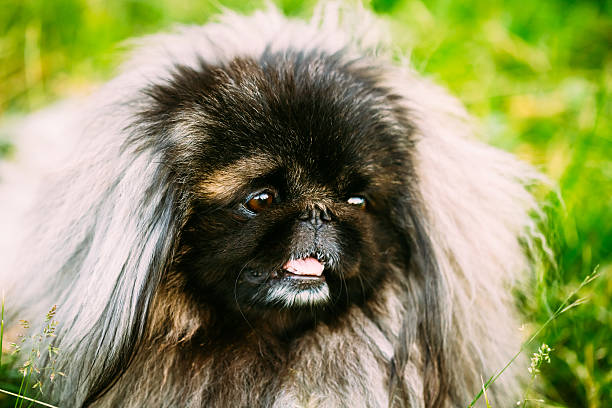 istock Pekingese Pekinese Peke Dog Resting On Grass 534264635