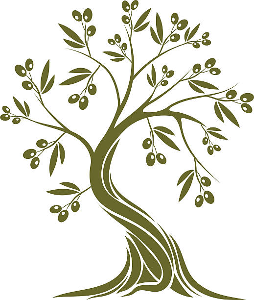 olivier - olive olive tree olive branch food stock-grafiken, -clipart, -cartoons und -symbole