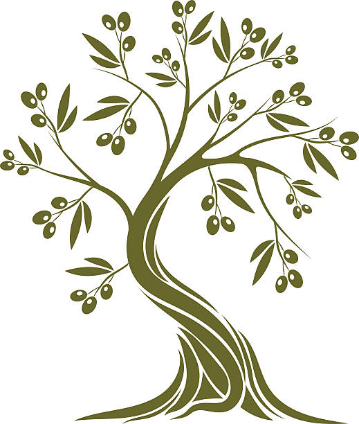 oliwne tree - olive olive tree olive branch branch stock illustrations