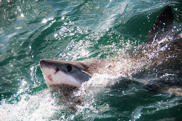 istock Cage diving with great white sharks, Gansbaai, South Africa 534265331