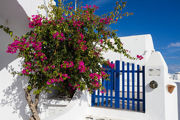istock Bougainvillea and blue fence 534265407