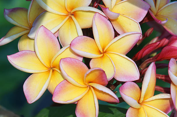 istock beautiful frangiapani flower. 534266771