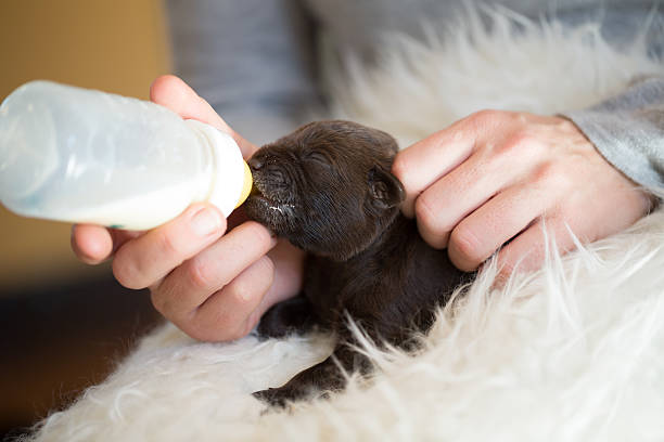 cute brown labrador puppy milk feasting