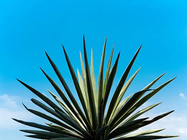 A Mexican agave plant in front of blue sky.