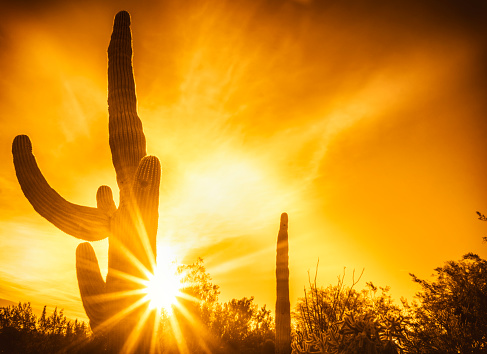 Desert saguaro cactus landscape sunset Phoenix,Az