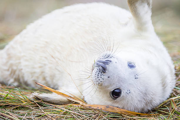 istock Grey Seals At Donna Nook 534268673