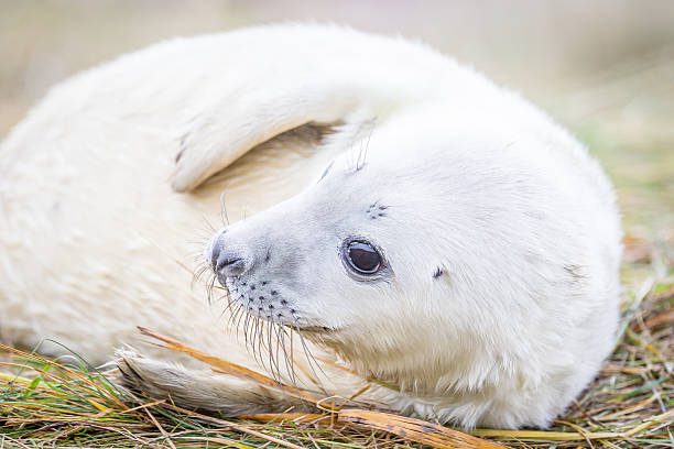 istock Grey Seals At Donna Nook 534268753