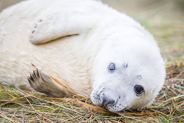 istock Grey Seals At Donna Nook 534268883