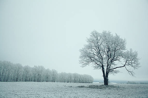 istock magical winter snow landscape trees snowfall 534269001