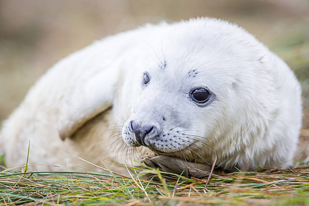 istock Grey Seals At Donna Nook 534269047