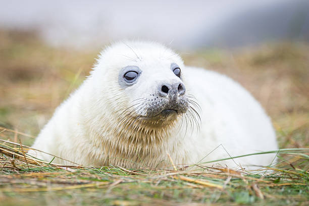 istock Grey Seals At Donna Nook 534269055