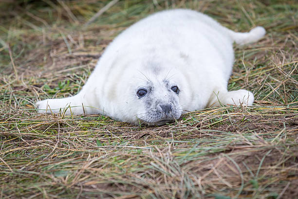 istock Grey Seals At Donna Nook 534269135