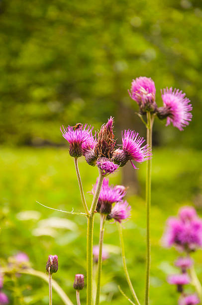 istock Meal on Cirsium Rivulare (Jacq.) All. and his Guest 534269169