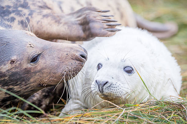 grau robben bei donna nook - donna nook stock-fotos und bilder