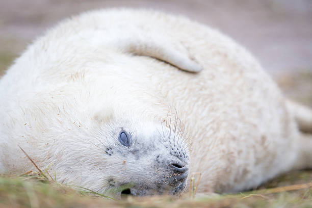 grau robben bei donna nook - donna nook stock-fotos und bilder