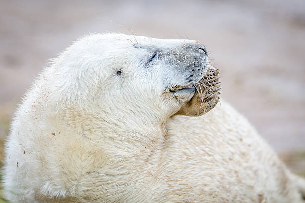 grau robben bei donna nook - donna nook stock-fotos und bilder