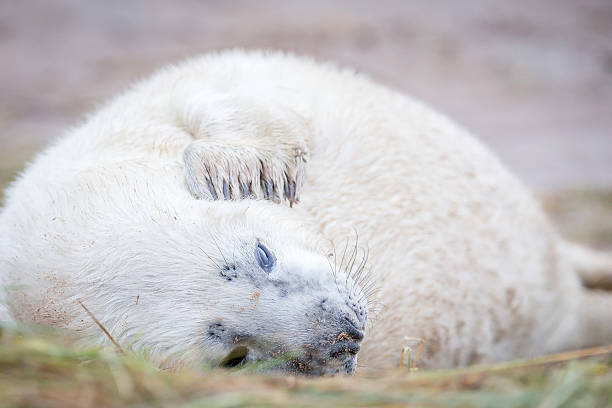 grau robben bei donna nook - donna nook stock-fotos und bilder