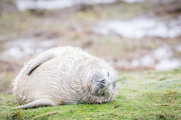 grau robben bei donna nook - donna nook stock-fotos und bilder