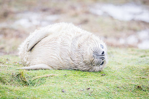 grau robben bei donna nook - donna nook stock-fotos und bilder