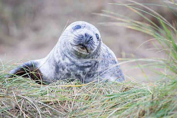 istock Grey Seals At Donna Nook 534269735