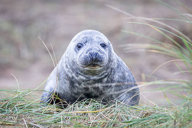 grau robben bei donna nook - donna nook stock-fotos und bilder