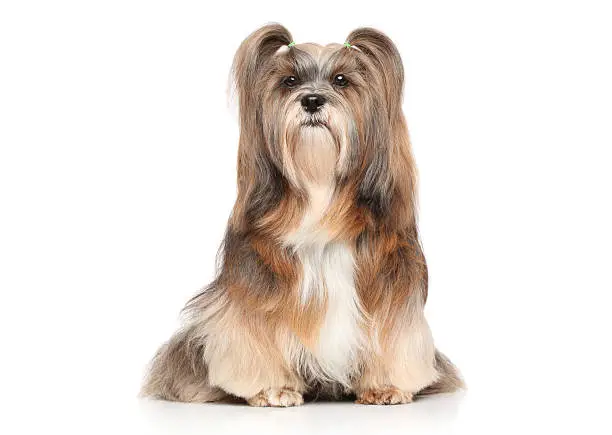 Photo of Lhasa Apso on a white background