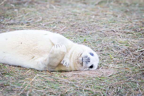 grau robben bei donna nook - donna nook stock-fotos und bilder