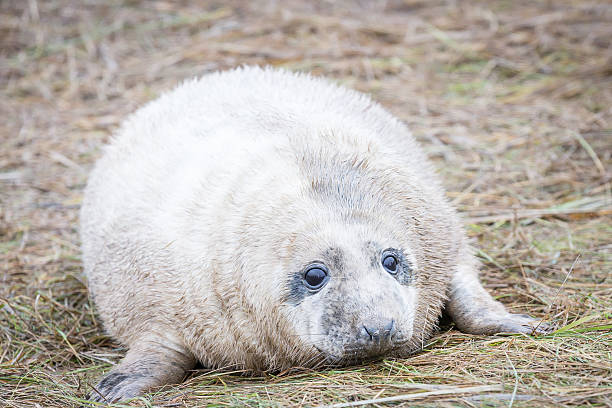 istock Grey Seals At Donna Nook 534270625
